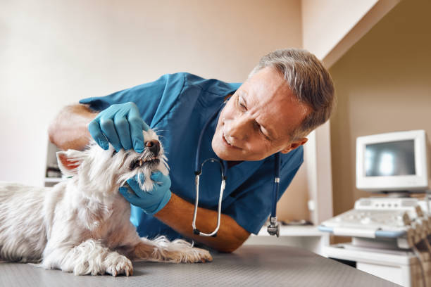 Best Emergency Dental Surgery in Rupert, WV